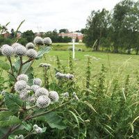 Piknikseurat Koroistenniemessä Piknikseurat Koroistenniemessä