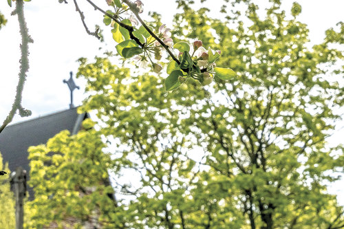 Maarian kirkon harja kukkivien omenapuiden oksien takana.