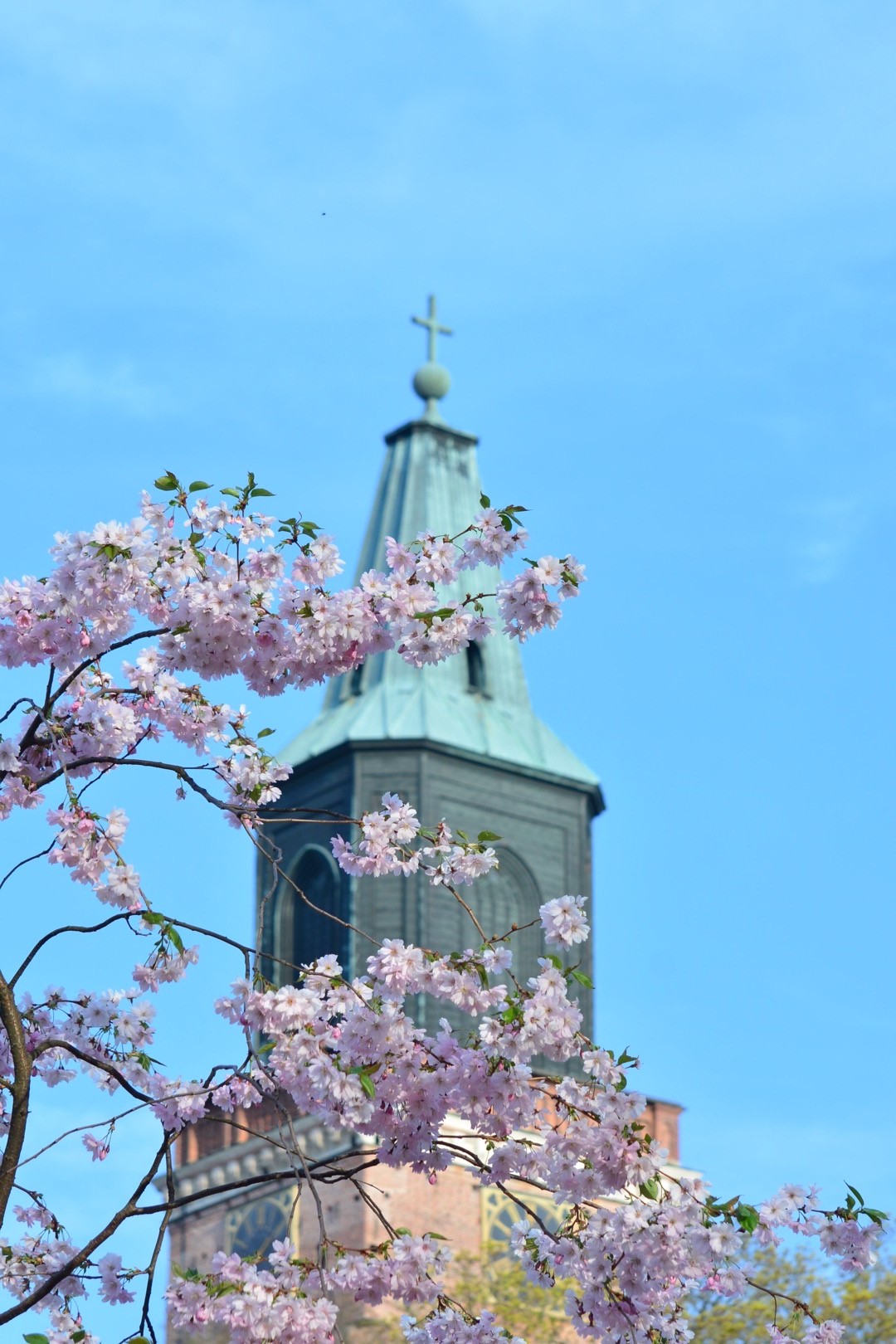 Tuomiokirkon torni ja kirsikkapuun kukat