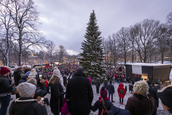 Tuomiokirkon joulukuusi 2019, kuva TJ – kopio (1).jpg