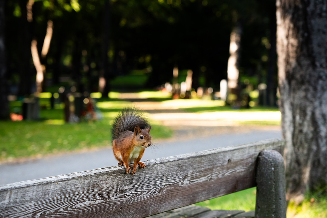 Kuva hautausmaalta, etualalla orava.