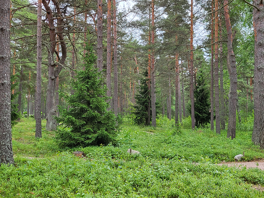 Kaunis metsäinen hautausmaa-alue, mäntyjä, kuusia ja hiekkapohjaisia polkuja.