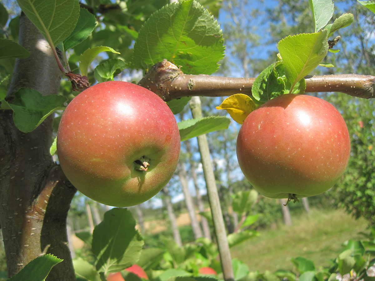 Kaksi muhkeaa omenaa roikkuu omenapuun oksassa