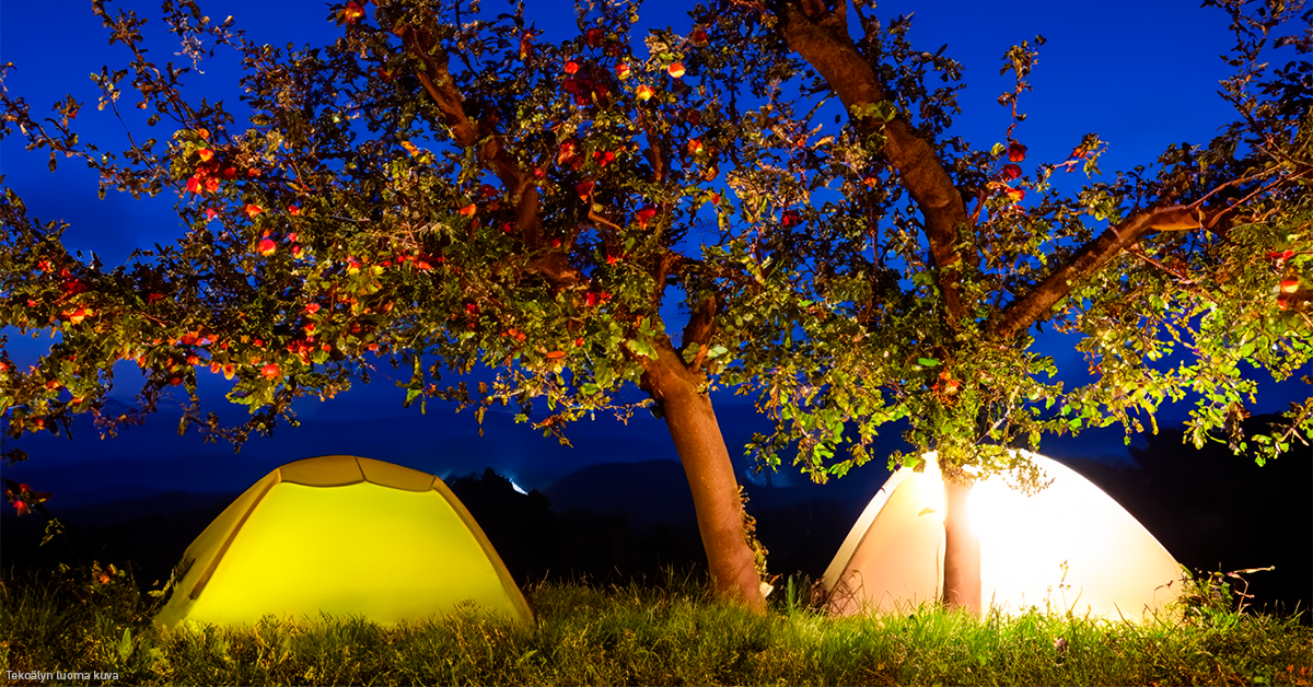 Kuvassa omenapuun alla kaksi valaistua telttaa. Sininen yötaivas. Tekoälyn luoma kuva.