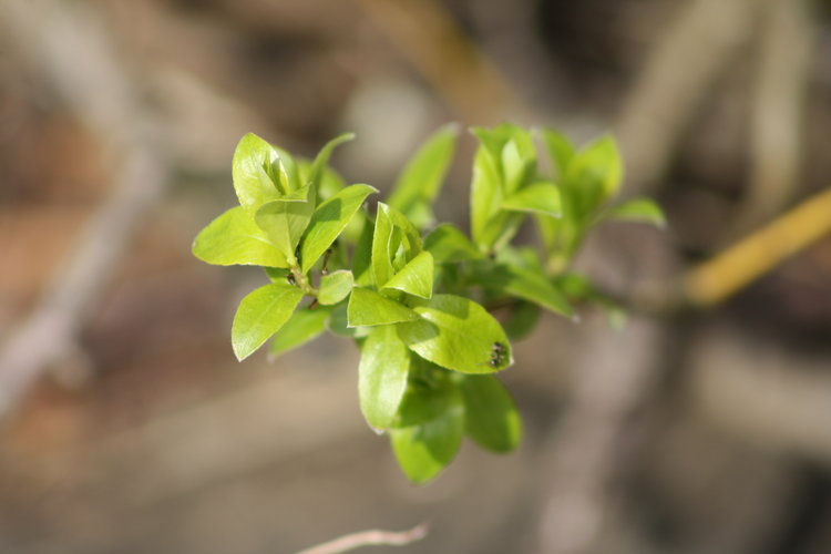 Metsäkirkko Runosmäessä Metsäkirkko Runosmäessä