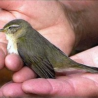 Jumalan kämmenellä. Hiljaisuuden retriitti Jumalan kämmenellä. Hiljaisuuden retriitti
