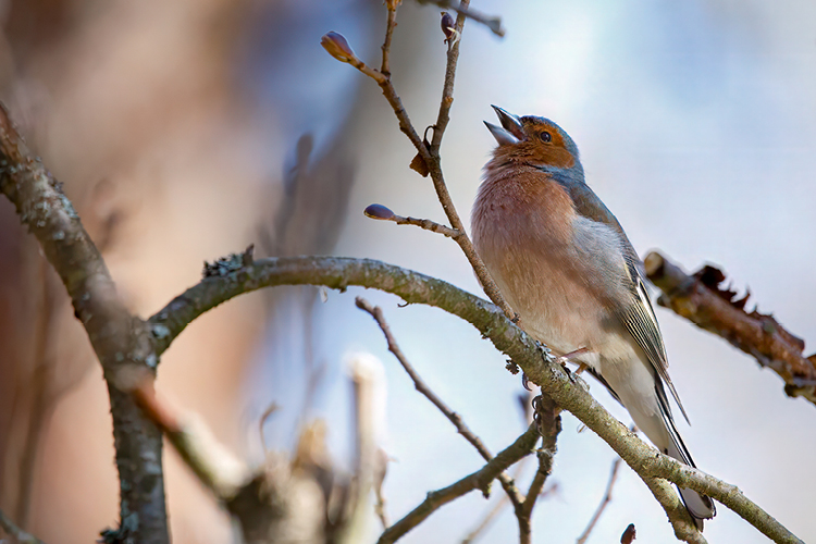 Lintujen kevätbongaus Koroisissa (9.4.) Peipponen istahtaneena oksalle