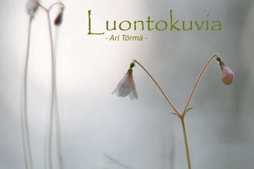 Luontokuvia-yhteisvastuukonsertti