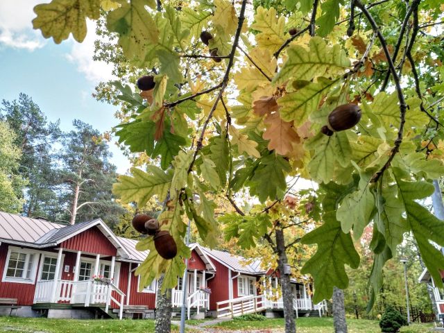 Majoitusrakennus tammenterhojen taustalla
