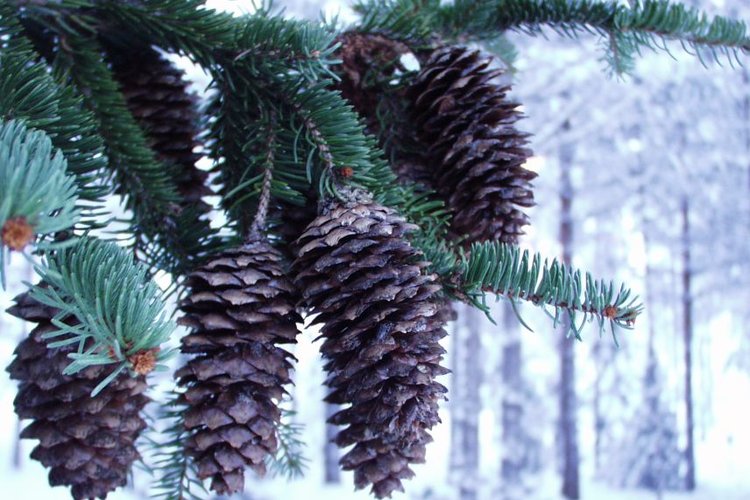 Yksin ja yhdessä - itsenäisyyspäiväviikonlopun retriitti Yksin ja yhdessä - itsenäisyyspäiväviikonlopun retriitti