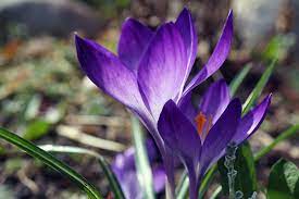 violetti krookus-kukka