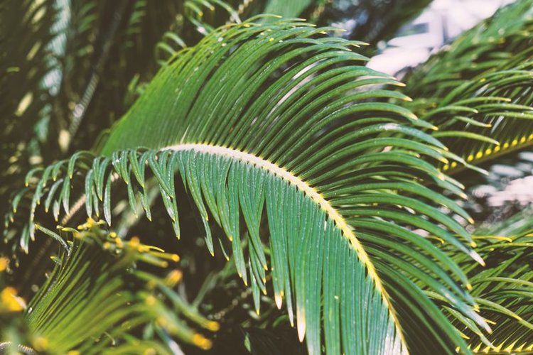 Palmusunnuntain messu Martinkirkossa Palmusunnuntain messu Martinkirkossa