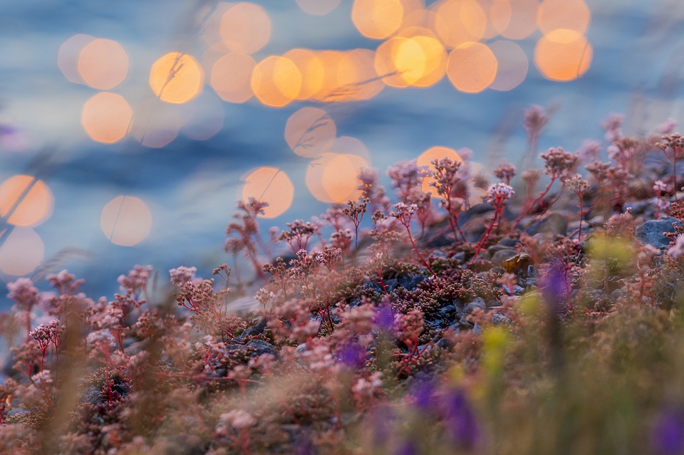 rantakalliolla kukkia auringonlaskussa