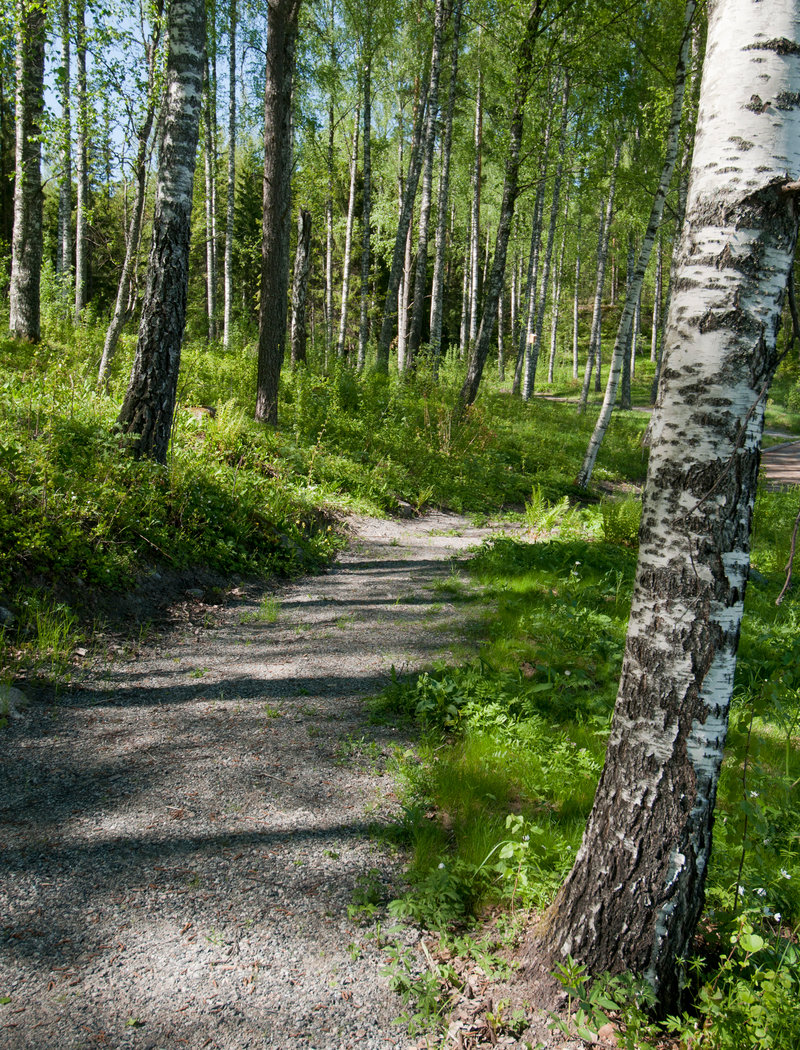 Avaa kuva isommaksi Luontopolku