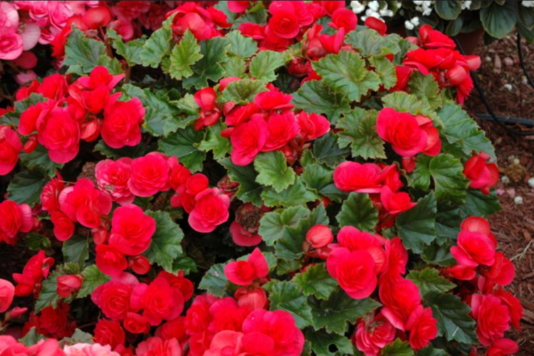 Punainen maisemabegonia
