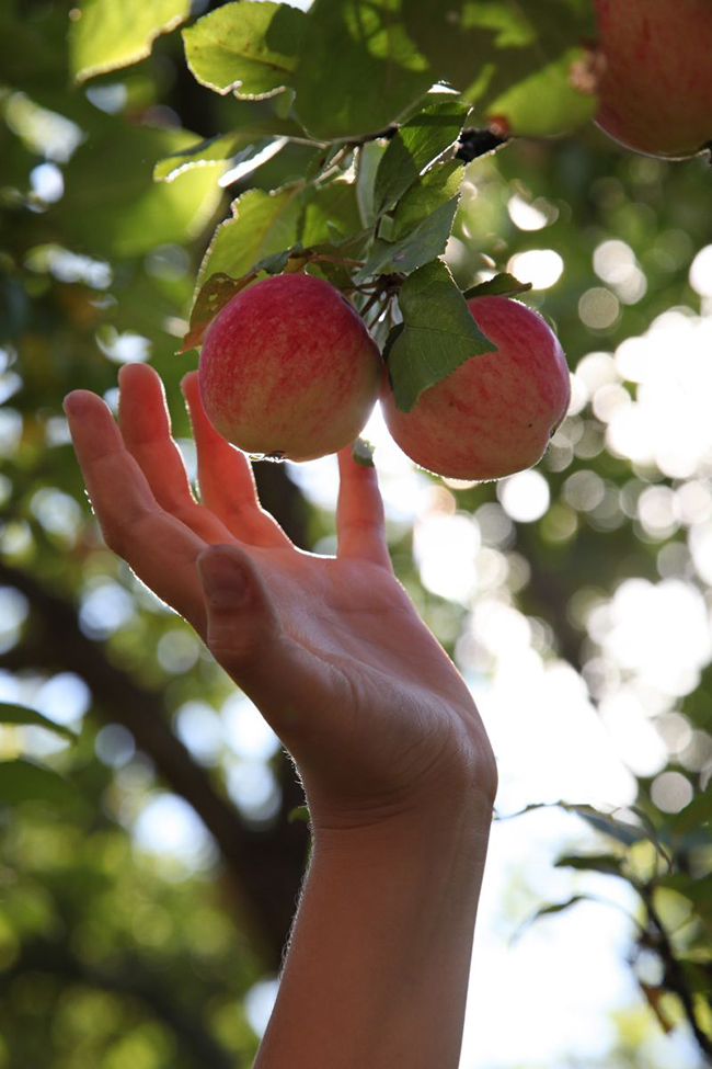 Käsi kurottaa omenoita puusta. Kuvituskuva.