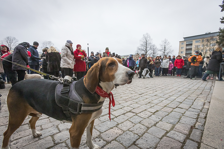 ajokoira mikaelinkirkon joulurauhatapahtumassa. kuva timo jakonen.