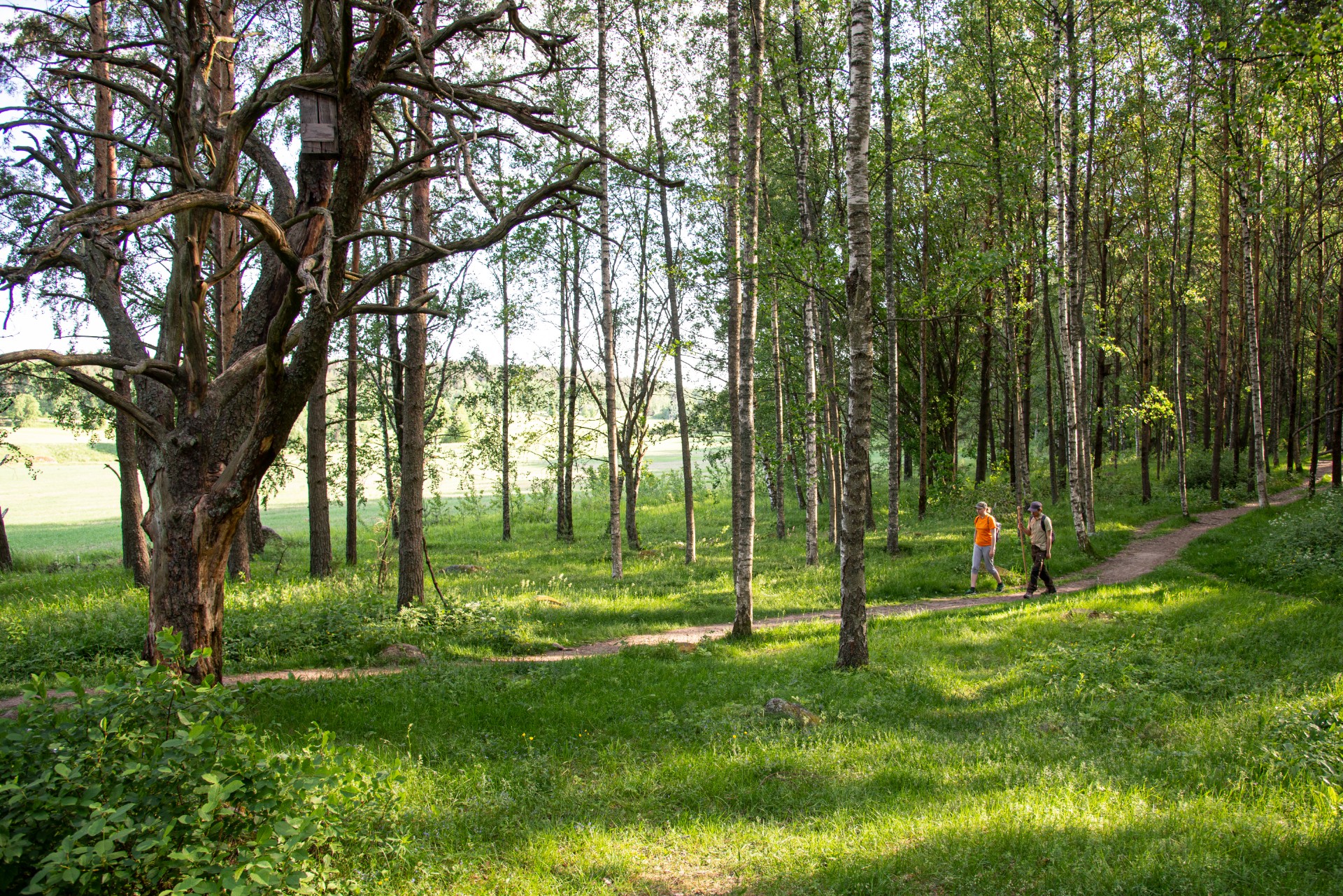 Kaksi pyhiinvaeltajaa Virnamäen poluilla vihreän luonnon keskellä.