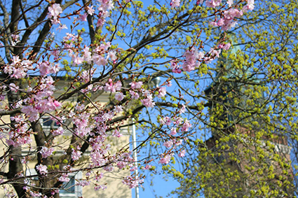 Kirsikankukka 3 (002), webbi.jpg