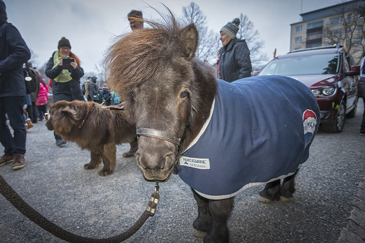 Milli poni mikaelinkirkon joulurauhatapahtumassa. kuva timo jakonen.