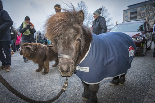 Poni ja koira eläinten joulurauhanjulistuksessa Mikaelinkirkon edessä.